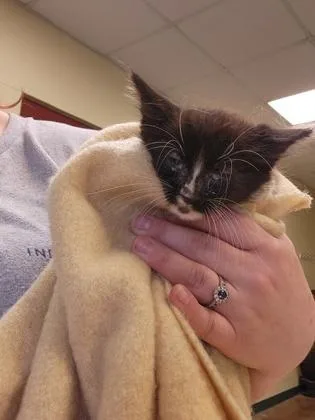 A baby small-sized male Domestic Short Hair cat named Subaru Impreza for adoption in Independence, MO
