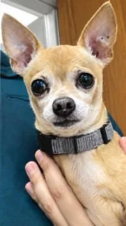 A young small-sized male Chihuahua dog named Sonny for adoption in Tifton, GA