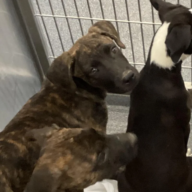 A baby small-sized female Brindle Terrier dog named Prissy for adoption in Montgomery, AL