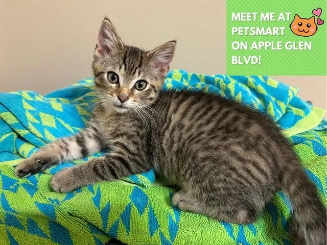 A baby small-sized male Domestic Short Hair cat named Jelly for adoption in Fort Wayne, IN