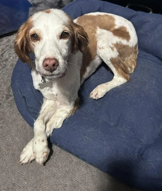 A senior medium-sized female Brittany Spaniel dog named UTBella for adoption in Baldwinsville, NY