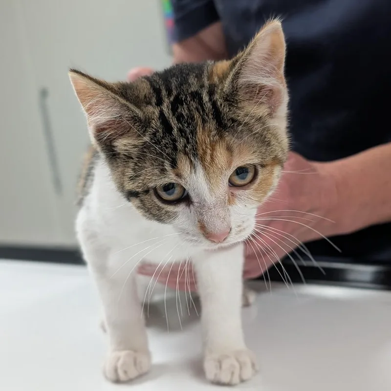 A baby small-sized female Orange / Red Domestic Short Hair cat named Charlotte for adoption in Canton, IL