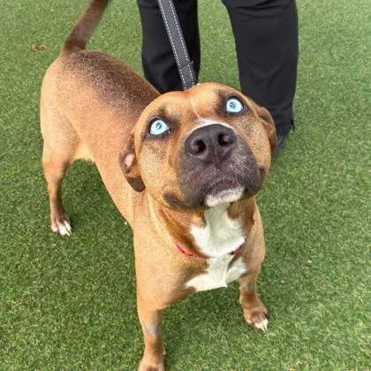 An adult medium-sized female Terrier dog named Wendi for adoption in Gastonia, NC