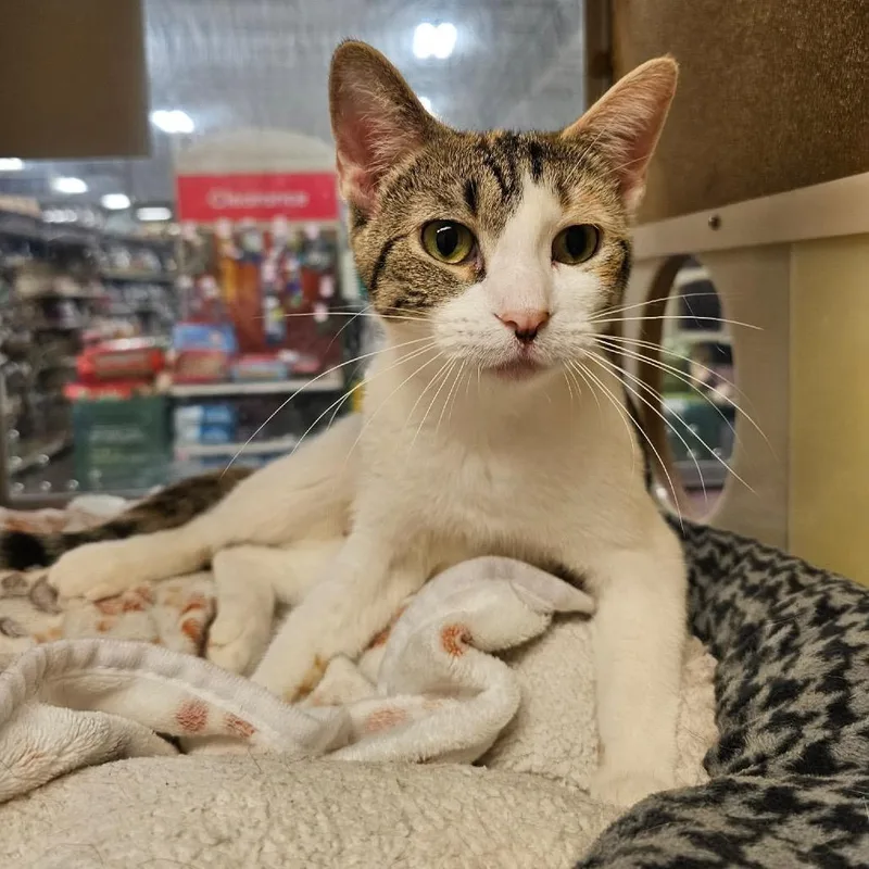 An adult small-sized female Calico Domestic Short Hair cat named Mumsie for adoption in Rochester, MN