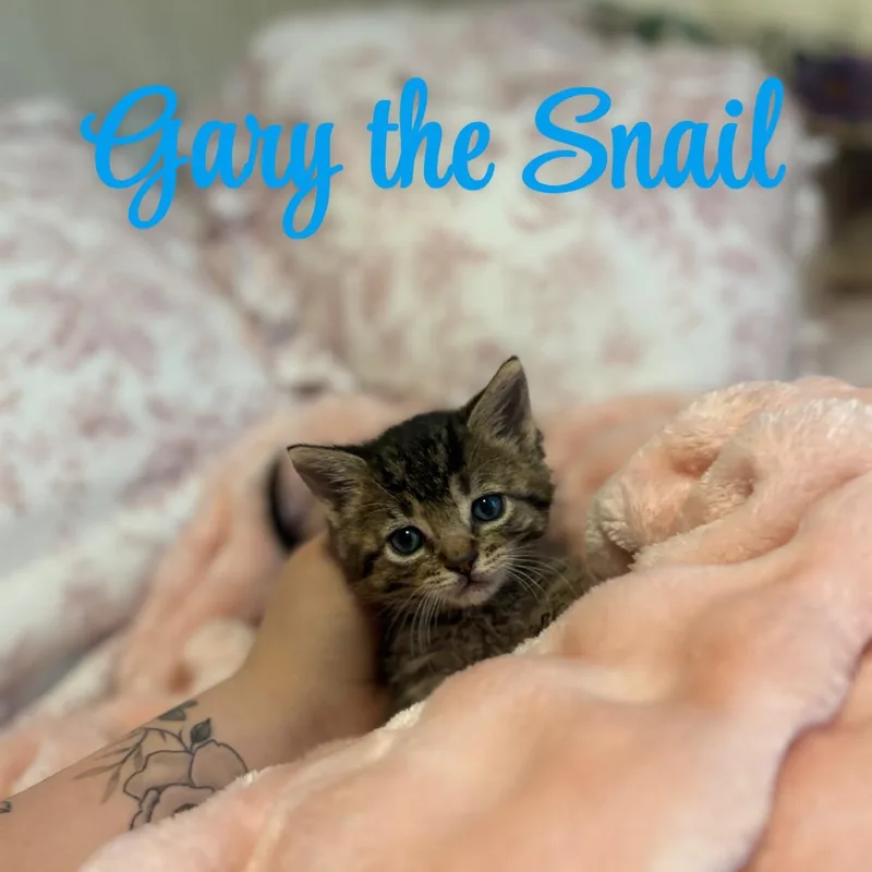 Gary The Snail