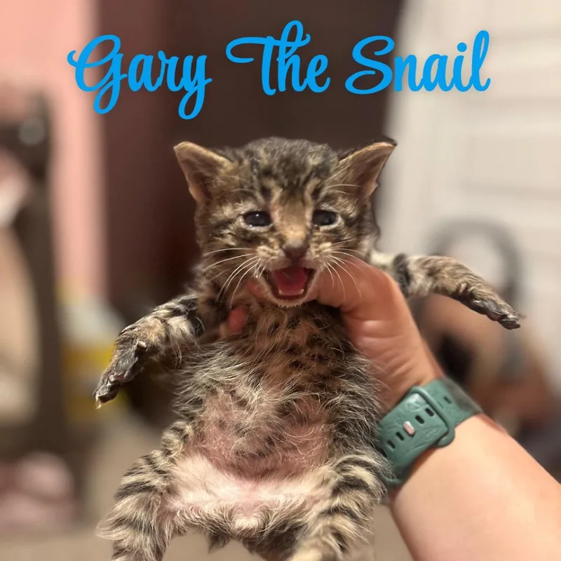 Gary The Snail thumbnail 4