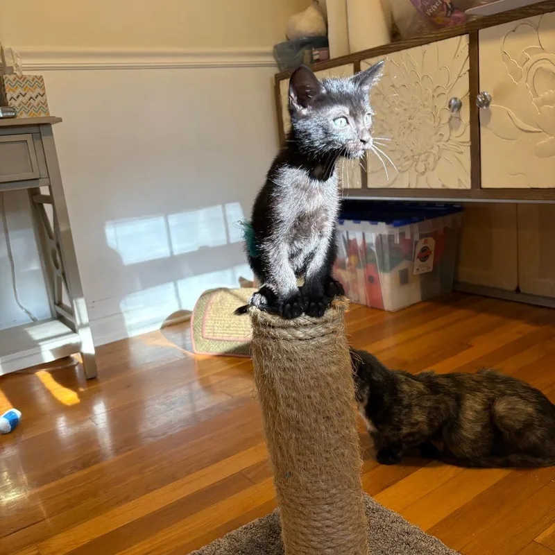 A baby small-sized male Domestic Short Hair cat named Nathaniel for adoption in Cumming, GA