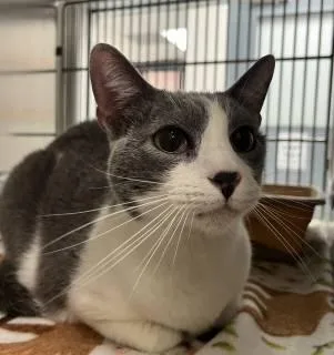 An adult medium-sized male Domestic Short Hair cat named Mr. Tibbs for adoption in Allen, TX