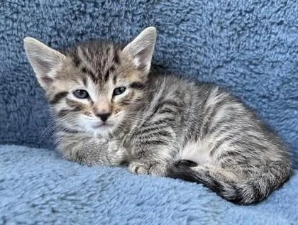 A baby small-sized male Tabby (Brown / Chocolate) Domestic Short Hair cat named Simba for adoption in New York, NY