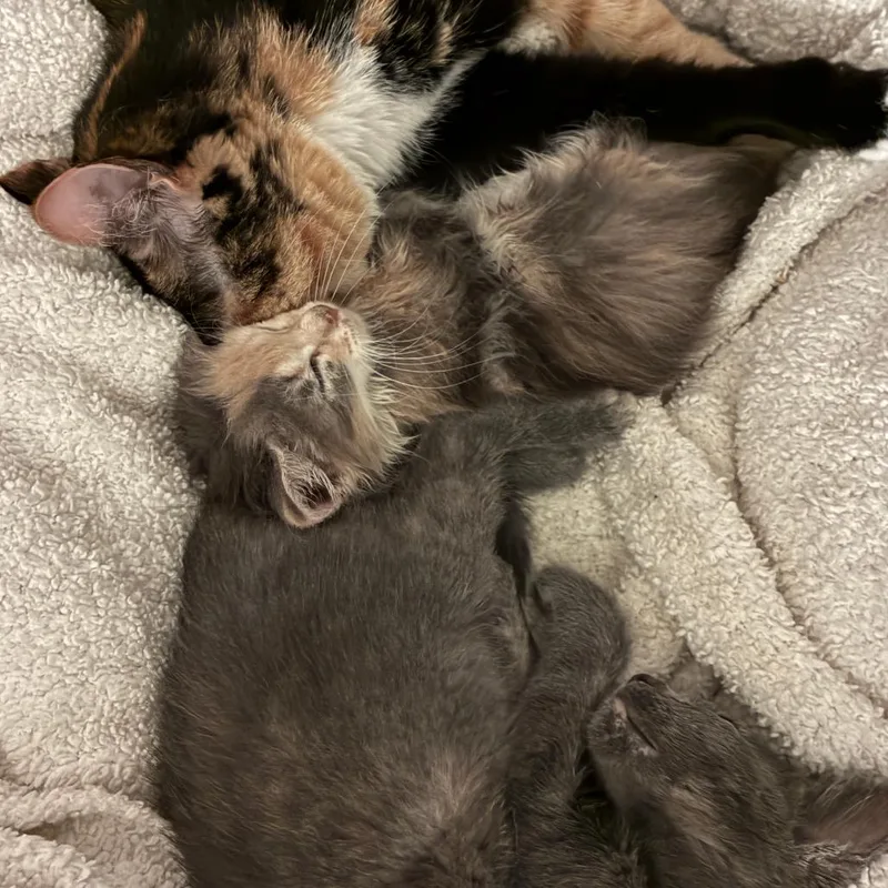 A baby small-sized female Domestic Long Hair cat named Birdperson for adoption in Costa Mesa, CA