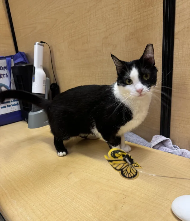 A young medium-sized female Black Domestic Short Hair cat named Mommas for adoption in Albuquerque, NM