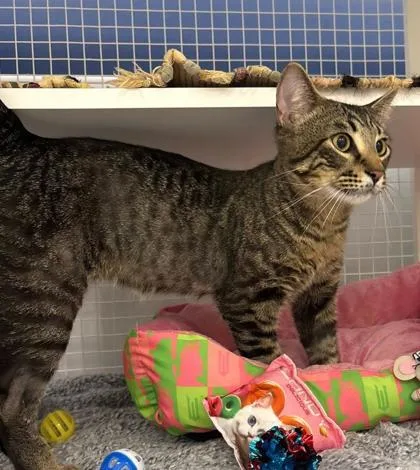 An adult medium-sized male Brown / Chocolate Domestic Short Hair cat named Popcorn Bucket for adoption in Kansas City, MO