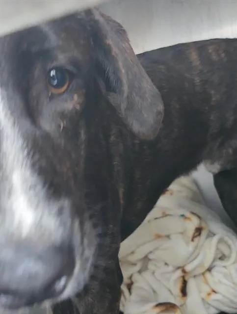 A young medium-sized male Labrador Retriever dog named Independence for adoption in San Antonio, TX