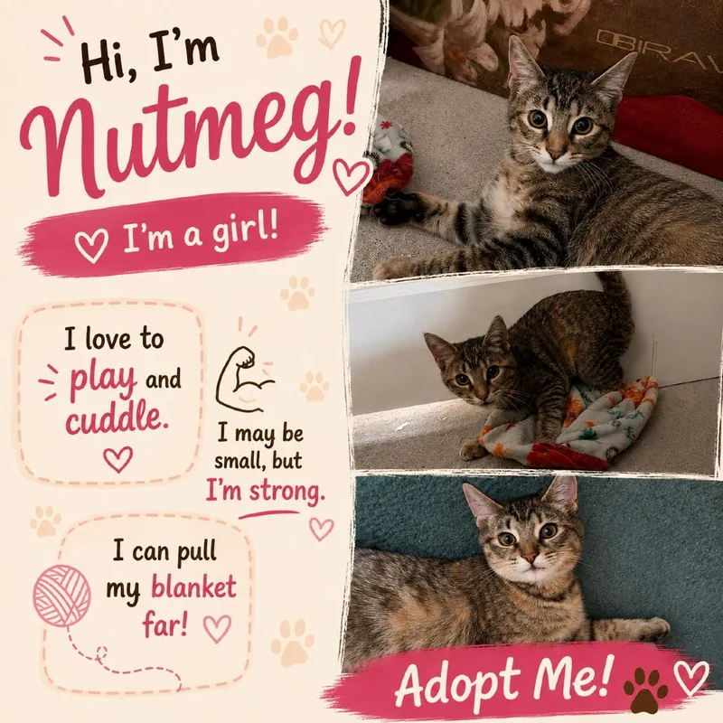 A young small-sized female Brown / Chocolate Domestic Short Hair cat named Nutmeg for adoption in Mount Laurel, NJ