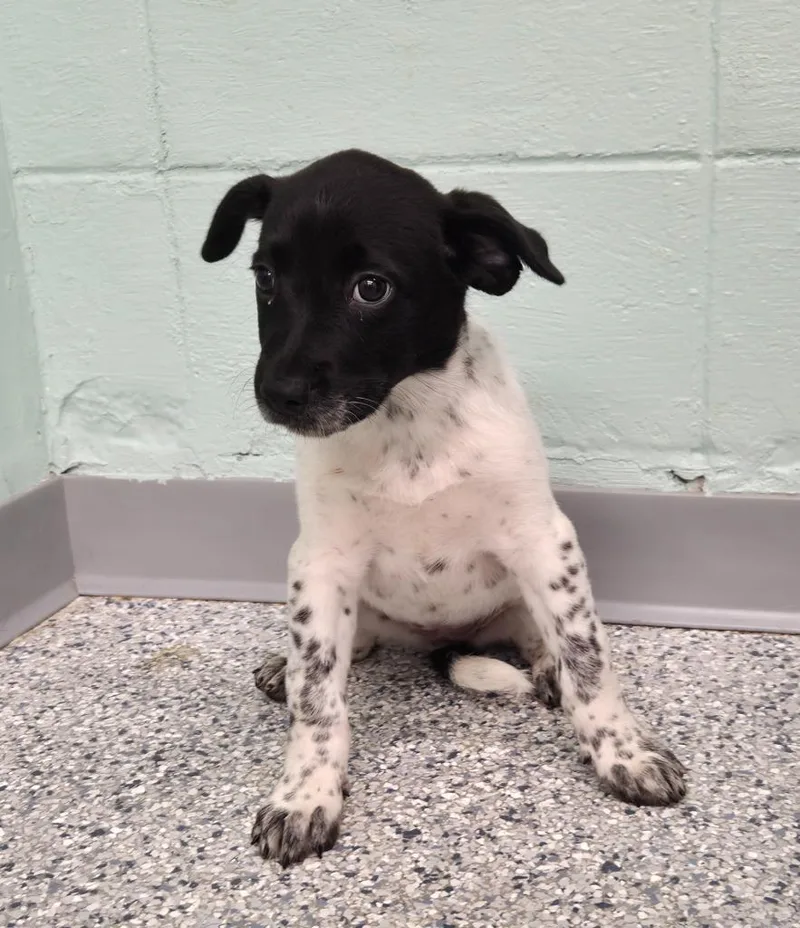 A baby small-sized female Terrier dog named Moxie for adoption in Athens, TN