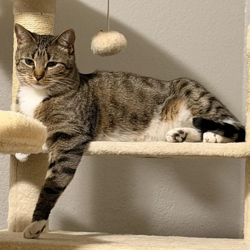 An adult small-sized female Torbie Domestic Short Hair cat named Lucy for adoption in Midland, TX