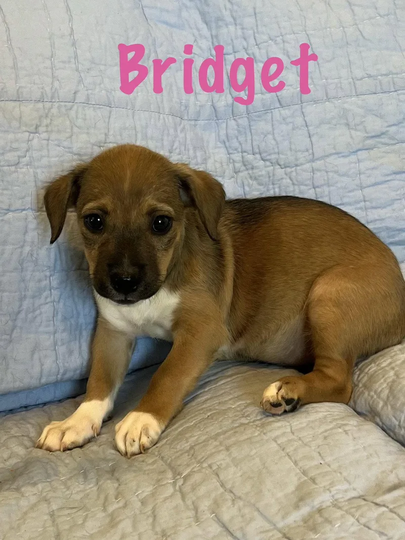 A baby small-sized female Basset Hound dog named Bridget for adoption in Pipe Creek, TX