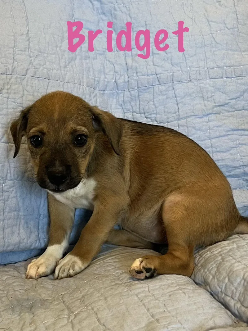 Bridget thumbnail 2