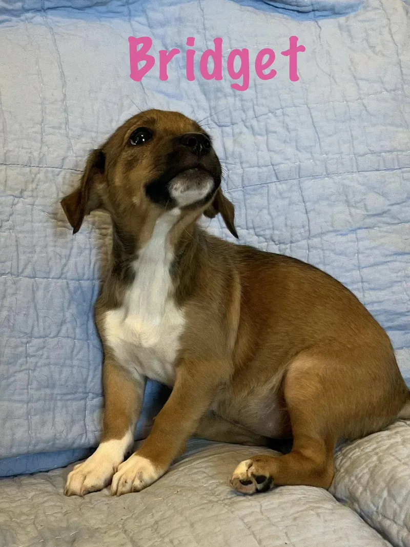 Bridget thumbnail 3