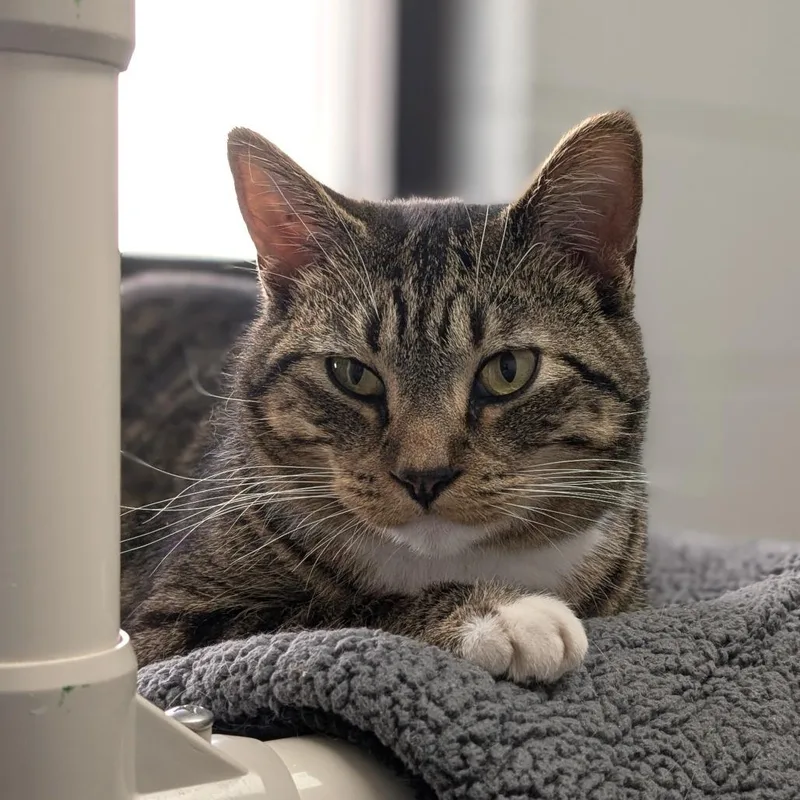 An adult large-sized male Brown / Chocolate Domestic Short Hair cat named Tom for adoption in Brookfield, WI