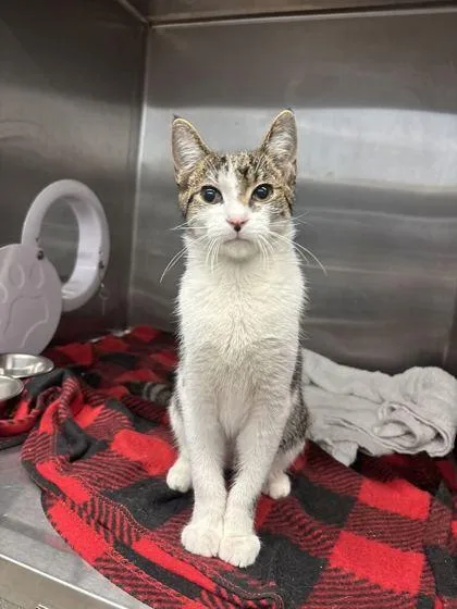 An adult medium-sized male Domestic Short Hair cat named Bob for adoption in Lafayette, IN