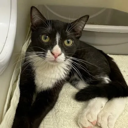 An adult small-sized female Domestic Short Hair cat named Tetris for adoption in Wheaton, IL