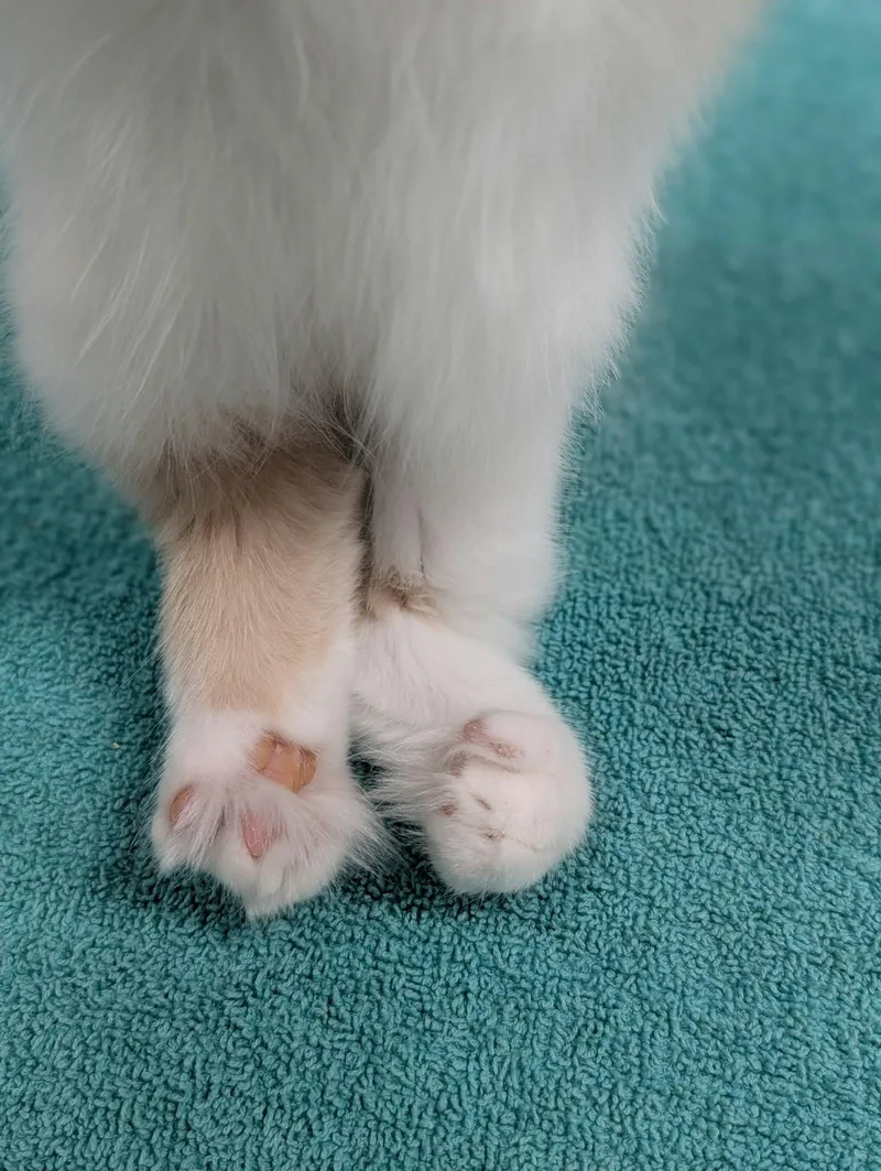 A young medium-sized male Domestic Long Hair cat named Marvin for adoption in Blaine, MN