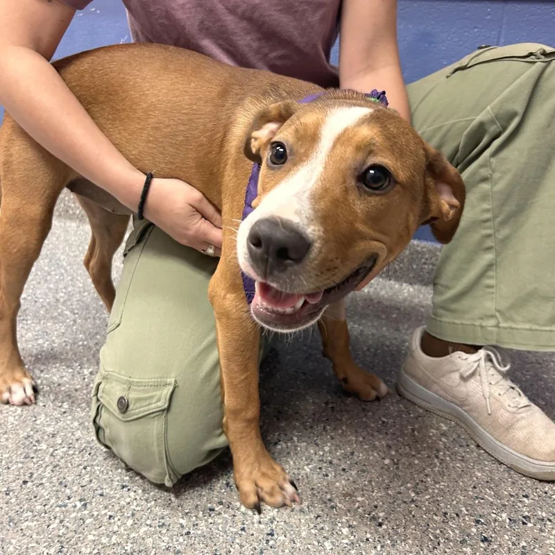 A baby medium-sized female Brown / Chocolate Mixed Breed dog named Autumn for adoption in Hendersonville, NC