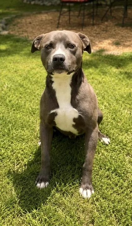 An adult medium-sized male American Staffordshire Terrier dog named Lucky for adoption in Dahlonega, GA