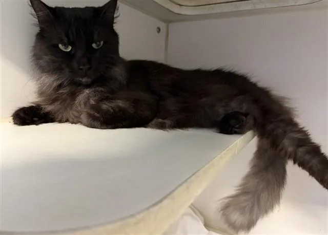 An adult medium-sized female Domestic Long Hair cat named Prada for adoption in Long Beach, CA