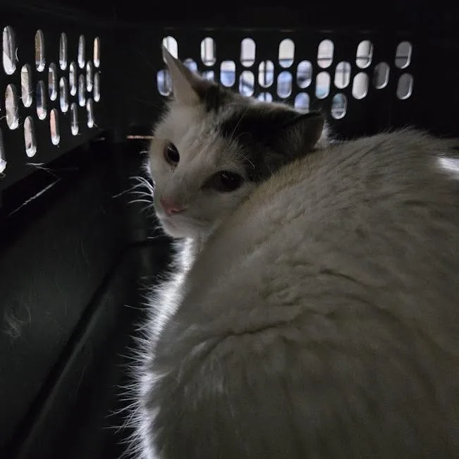An adult small-sized female White Domestic Short Hair cat named Bethany for adoption in Sioux Falls, SD