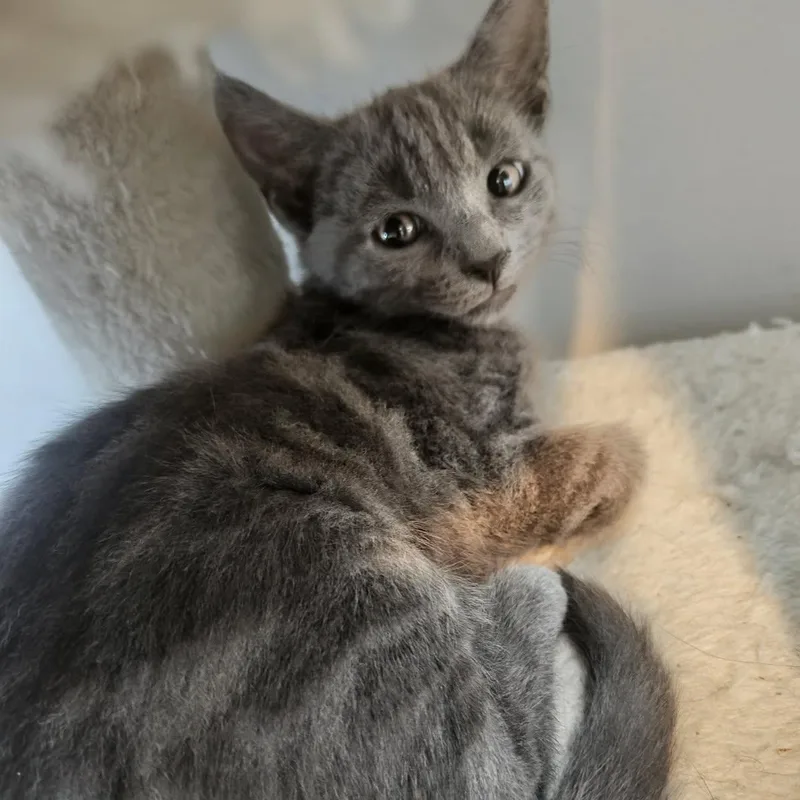 A baby medium-sized female Gray / Blue / Silver Russian Blue cat named Cinderella for adoption in Charlotte, NC