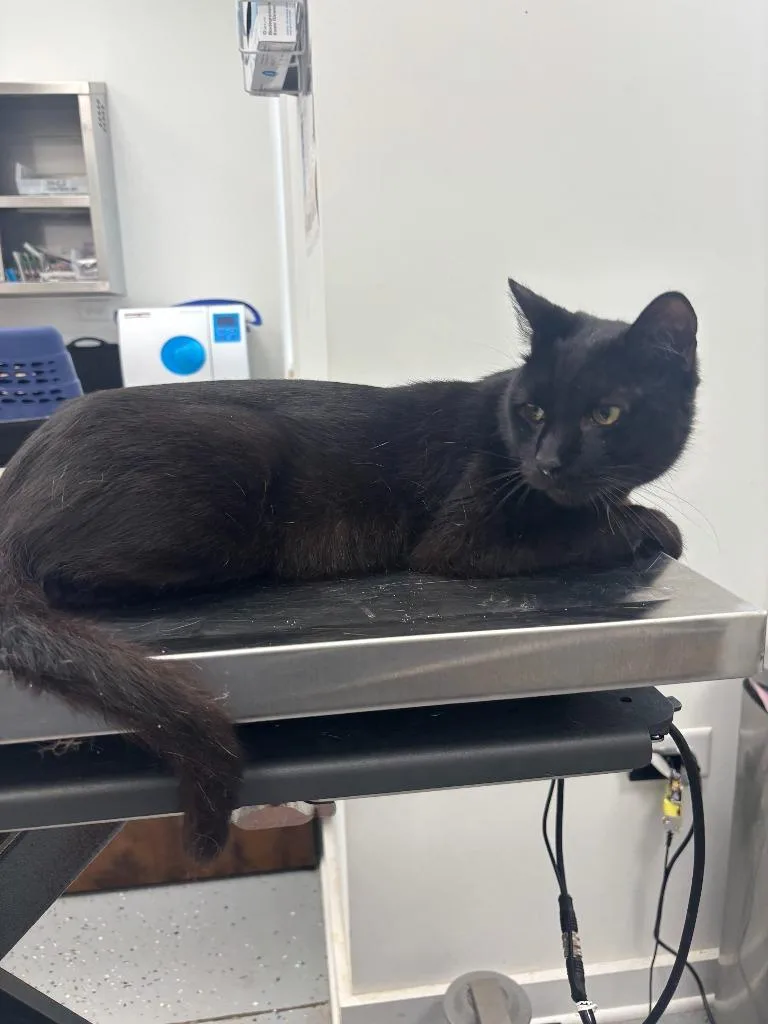 A young medium-sized male Domestic Short Hair cat named Batman for adoption in Cambridge, MD