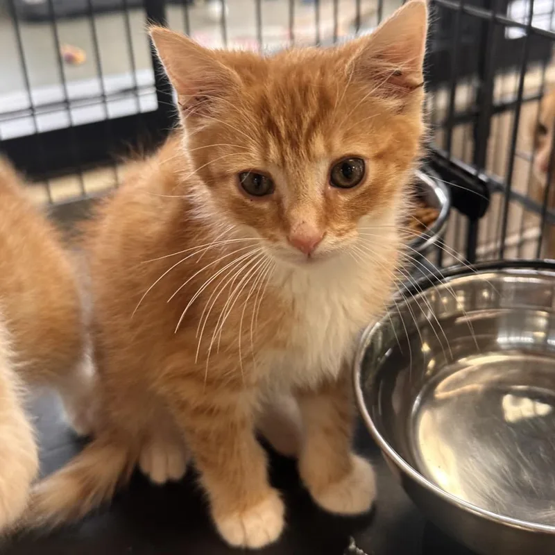 A baby small-sized male Orange / Red Domestic Short Hair cat named Stuffed Crust for adoption in Rocky Mount, VA