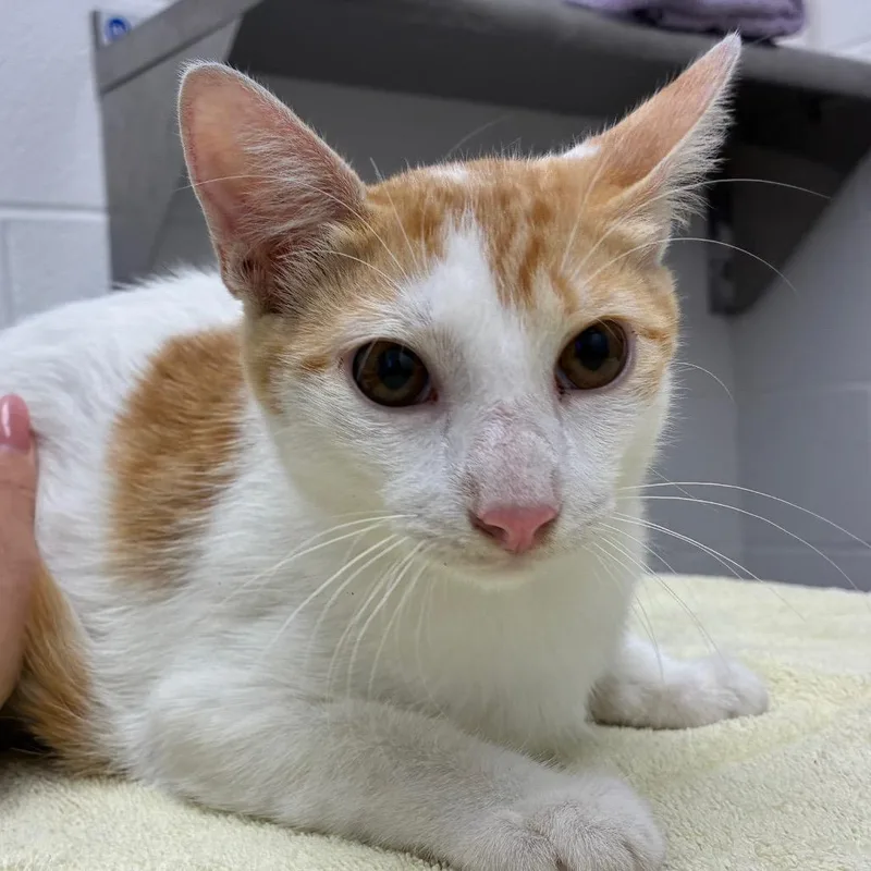 A young medium-sized male Domestic Short Hair cat named Enzo for adoption in Corpus Christi, TX