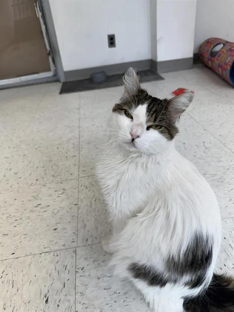 A young medium-sized male Domestic Long Hair cat named Dasher for adoption in Boston, MA