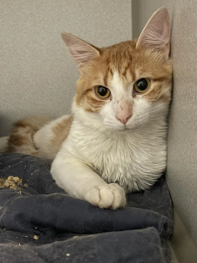 An adult medium-sized male Domestic Short Hair cat named Creamsicle for adoption in Ferndale, MI