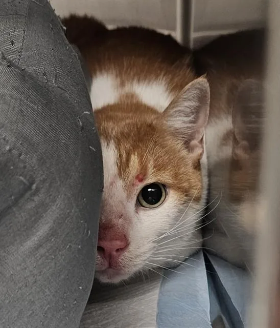 El Tigre