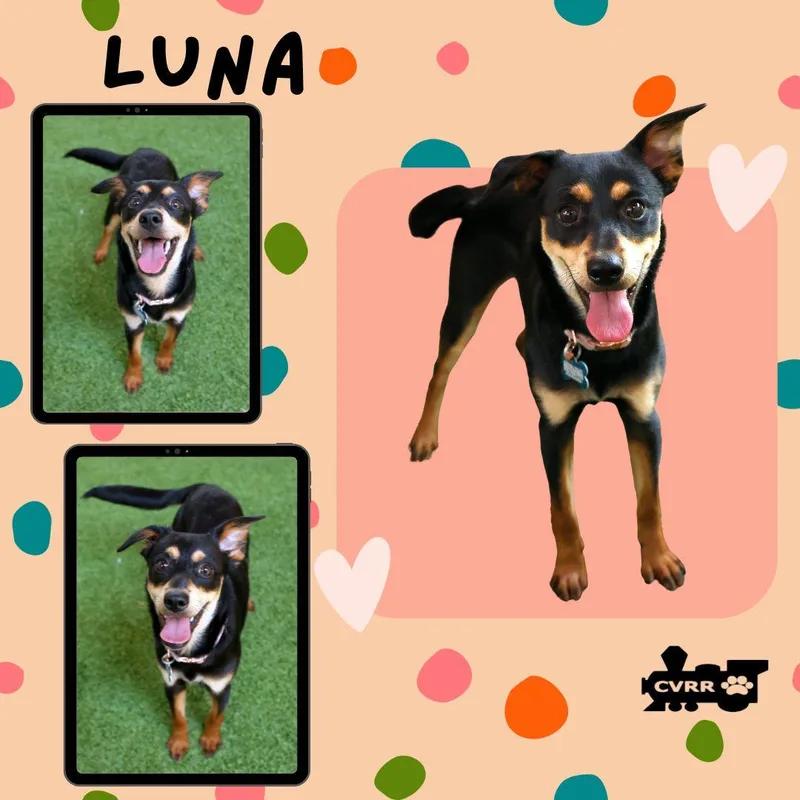 A young small-sized female Manchester Terrier dog named Luna for adoption in LINDSAY, CA