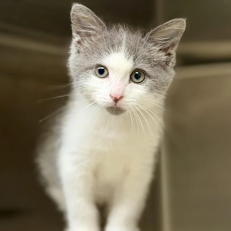 A baby medium-sized male Gray / Blue / Silver Domestic Short Hair cat named Traveler for adoption in Columbia, MD