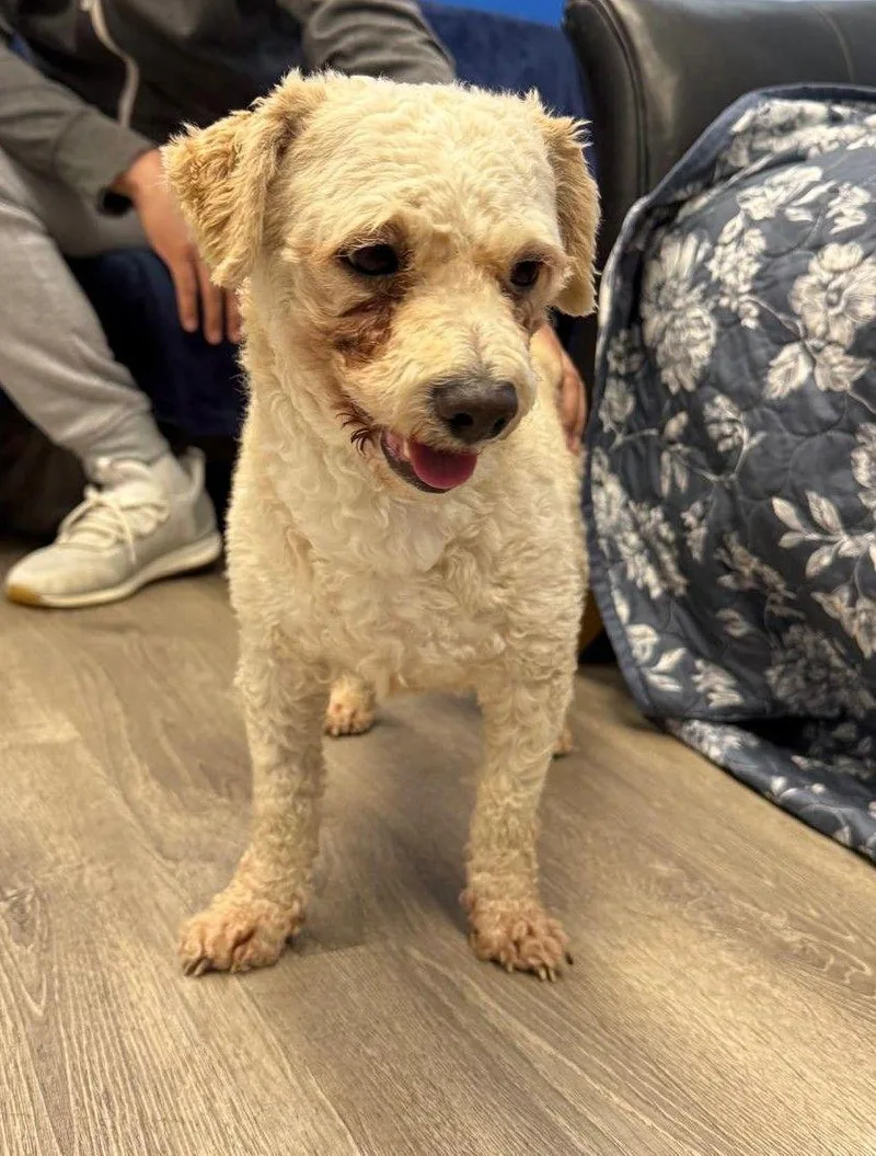 An adult medium-sized male Poodle dog named Manuel for adoption in Cliffwood, NJ
