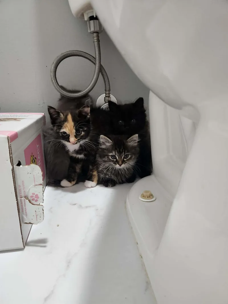A baby medium-sized female Calico cat named Dumpling for adoption in Charlotte, NC