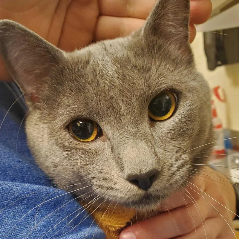 A young medium-sized male Gray / Blue / Silver Domestic Short Hair cat named Mr. Handsome for adoption in Asheville, NC