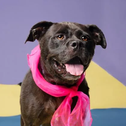 An adult medium-sized female Labrador Retriever dog named Salt Shaker for adoption in Atlanta, GA