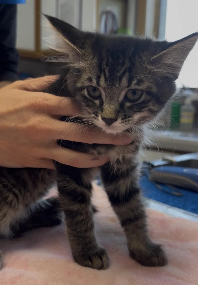 Delilah