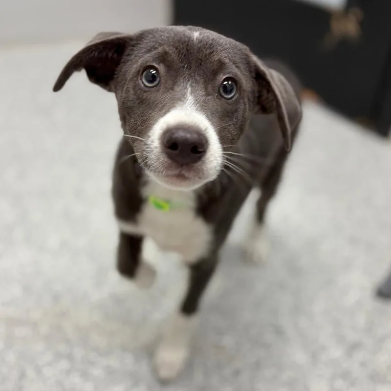 Dew Drop thumbnail 2