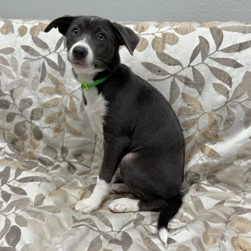 Dew Drop thumbnail 3