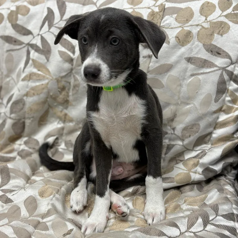 Dew Drop thumbnail 4