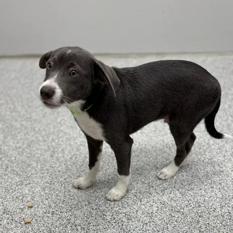 Dew Drop thumbnail 5