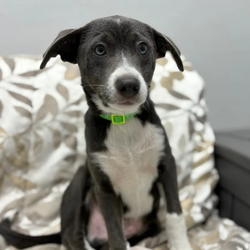 Dew Drop thumbnail 6